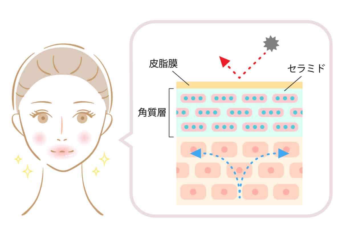 肌のバリア機能イメージ画像